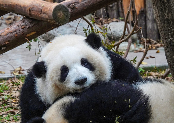panda-huahua-internet-celebrity1