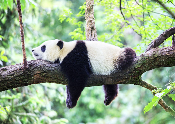 chengdu-panda-base2