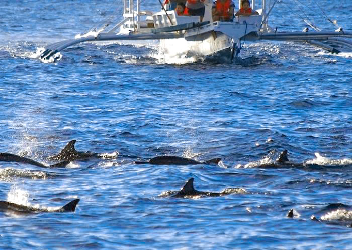 bohol-balicasag-dolphin-watching1